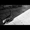 ... katzen klo&hellip;
