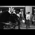 ... konj na ho&hellip;