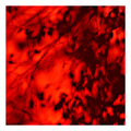 ... gotovo red&hellip;