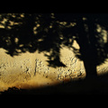 ... trees loun&hellip;