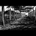 ... vinogradsk&hellip;