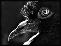 Wicked Eye Of &hellip;