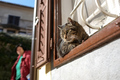 A cat and a la&hellip;
