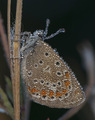 oroseni