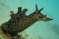 Aplysia puncta&hellip;
