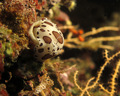 Peltodoris atr&hellip;