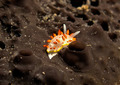 Diaphorodoris &hellip;