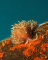 Facelina cfr a&hellip;