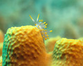 Eubranchus far&hellip;