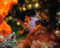 Puž Flabellina&hellip;