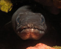 Ugor (Conger c&hellip;