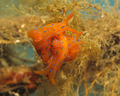 Polycera elega&hellip;