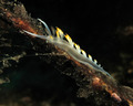Flabellina bab&hellip;
