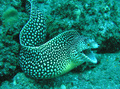 Murina,Cabo Ve&hellip;