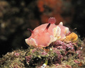 Felimida Purpu&hellip;