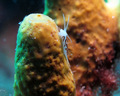 Piseinotecus g&hellip;