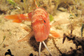 Trilja(Mullus &hellip;