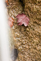 03 lonely leaf