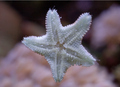 15 star