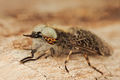 Horsefly - Hae&hellip;
