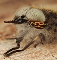 Horsefly - Hae&hellip;