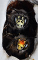 Anthophora plu&hellip;