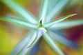 euphorbia lath&hellip;