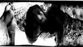 anamorph cico &hellip;