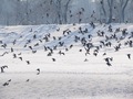 Ptice na Bunde&hellip;