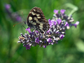 Pieris brassic&hellip;