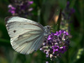 Pieris brassic&hellip;