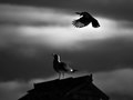 "Ptice&qu&hellip;