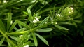 green 1.1
