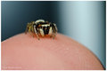 macro reverse &hellip;