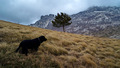 black dog moun&hellip;