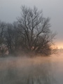 Staro drvo na &hellip;