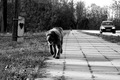 pasje popodne &hellip;