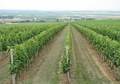 baranjski vino&hellip;