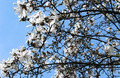 magnolija stel&hellip;