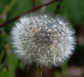 plesna haljini&hellip;