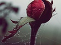 roses and diam&hellip;