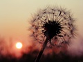 sunašce moje..&hellip;