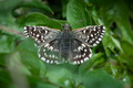Butterflies in&hellip;