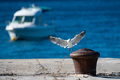 Moj galebeee..&hellip;