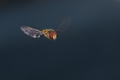 Zoom Zoom i Bz&hellip;