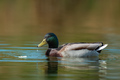 Donald sa Savi&hellip;
