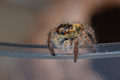 Jumper in da h&hellip;