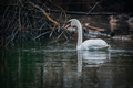 Labuđe jezero.&hellip;