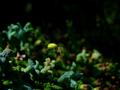 Cucumber Green&hellip;