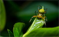 Araniella opis&hellip;